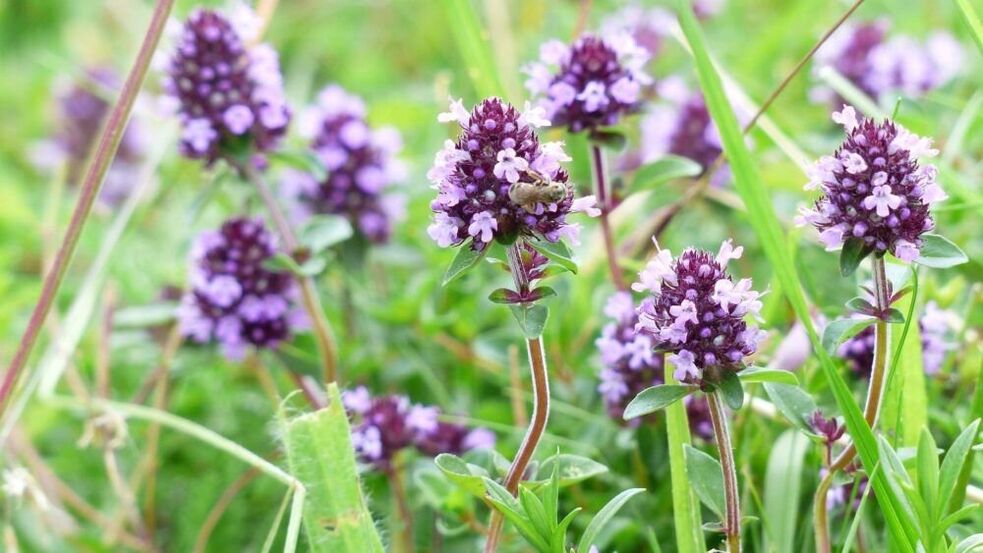 luibh thyme le haghaidh méadú bod
