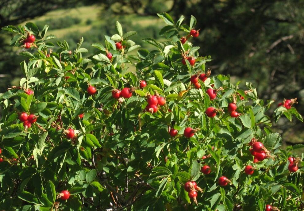 rosehip le haghaidh méadú bod